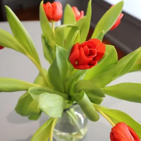 فندق Colbert سان جان دو لوز